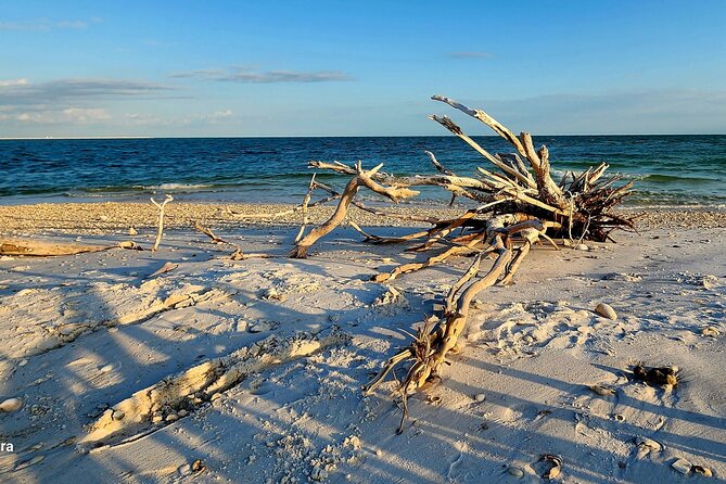 Half Day Shelling Dolphin Eco Tour in 10 000 Island and Marco - Kice Island and the art of finding good shells