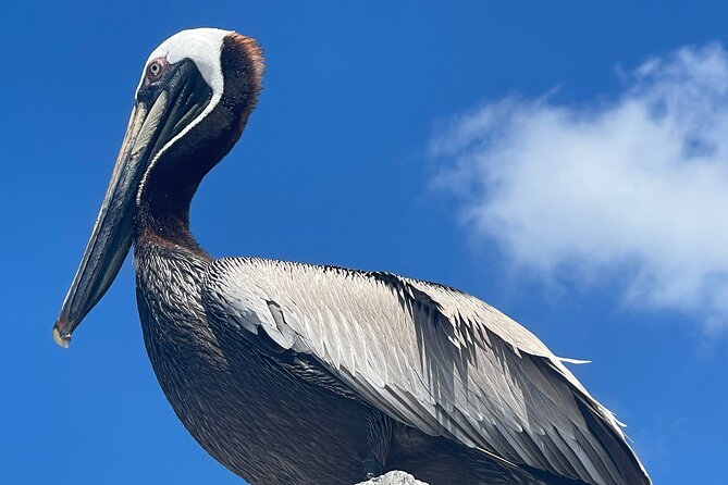 Half Day Shelling Dolphin Eco Tour in 10 000 Island and Marco - Group size, seating, and comfort