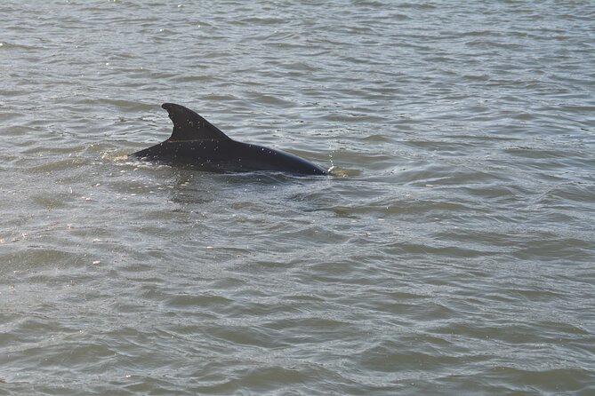Half Day Shelling Dolphin Eco Tour in 10 000 Island and Marco - What to bring for the best day