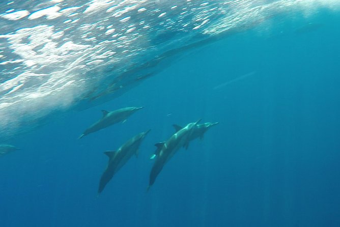 Half Day Snorkel to Lanai from Kaanapali Beach + Dolphin Search - What the crew adds to the morning
