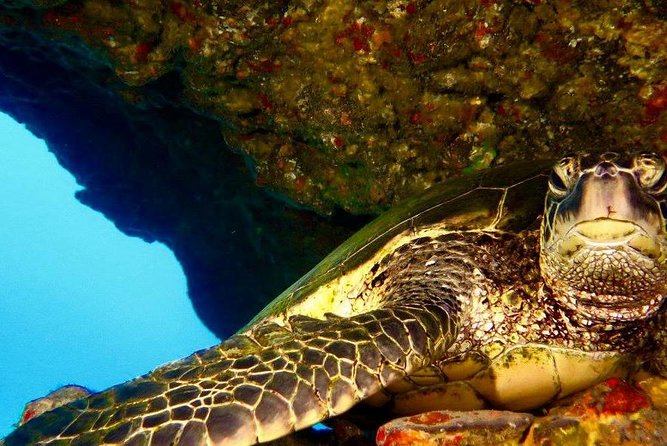 Half Day Snorkel to Lanai from Kaanapali Beach + Dolphin Search - Is $192.80 a fair price?