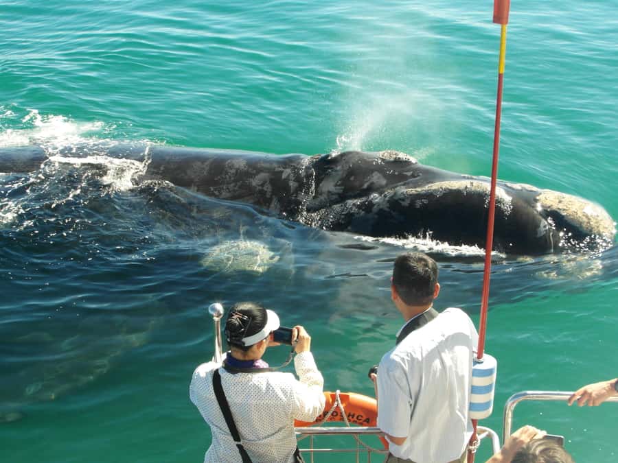 Hermanus: Whale and Dolphin Watching Boat Trip - Key points at a glance