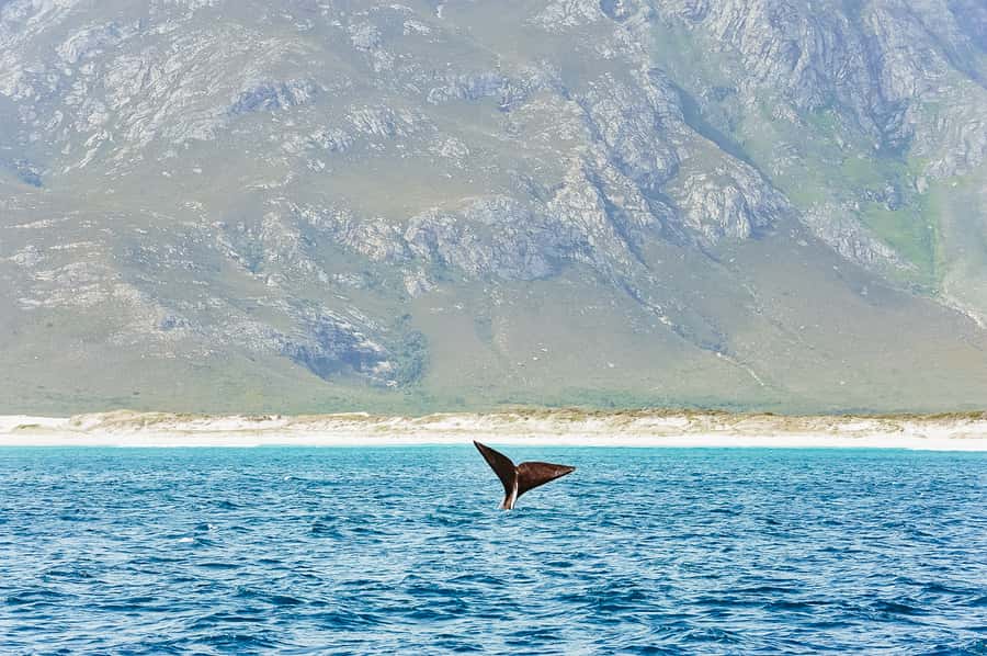 Hermanus: Whale and Dolphin Watching Boat Trip - Why Hermanus is such a strong whale-watching base