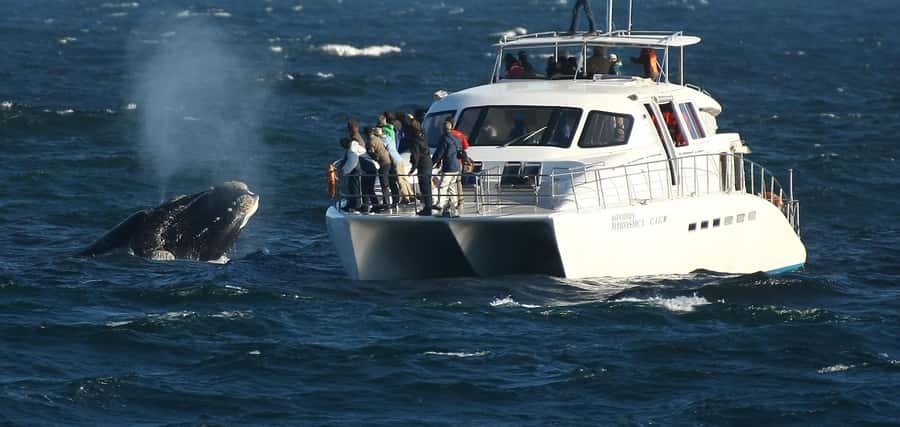 Hermanus: Whale and Dolphin Watching Boat Trip - What the two-hour cruise feels like