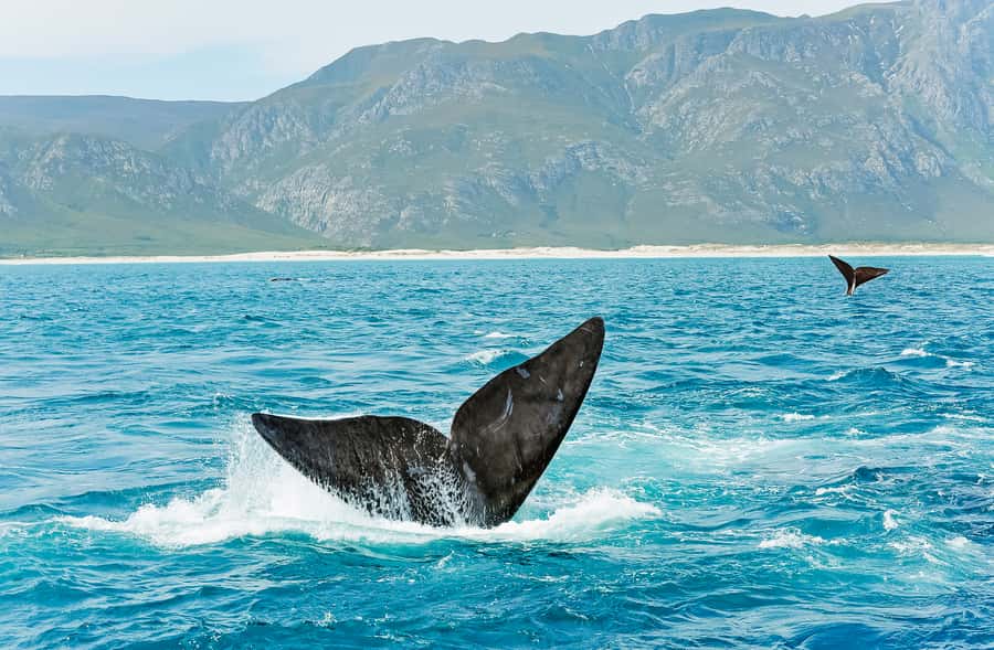 Hermanus: Whale and Dolphin Watching Boat Trip - Refreshments, photos, and the optional film