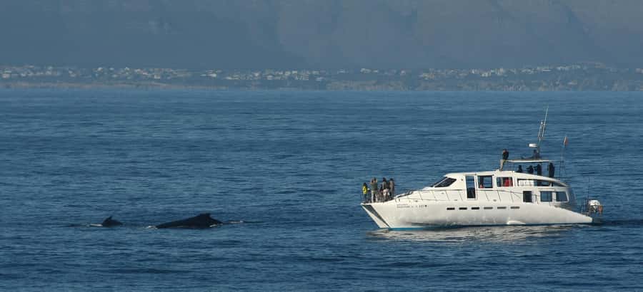 Hermanus: Whale and Dolphin Watching Boat Trip - Families, mobility, and seasickness