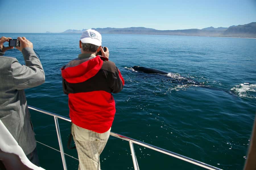 Hermanus: Whale and Dolphin Watching Boat Trip - Arriving at the New Harbour and Whale Shack