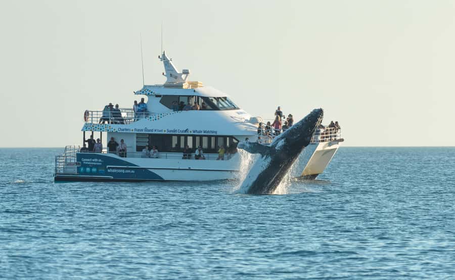 Hervey Bay: Pre-season Whale and Dolphin Watching Cruise - Why Hervey Bay is a fine place to watch whales