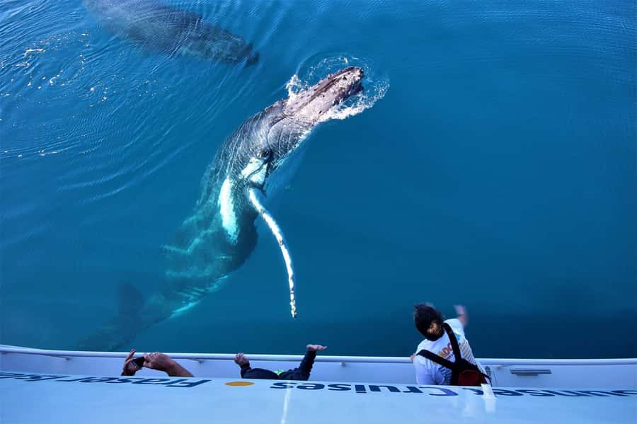 Hervey Bay: Pre-season Whale and Dolphin Watching Cruise - Starting at Great Sandy Straits Marina
