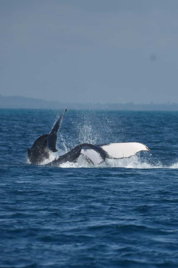 Hervey Bay: Pre-season Whale and Dolphin Watching Cruise - Hearing whale song through the hydrophone