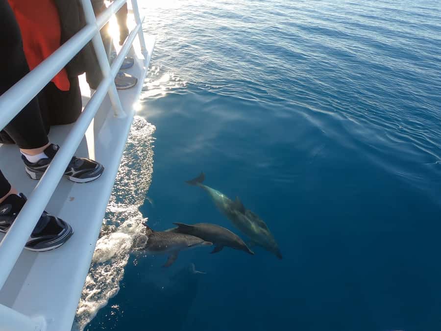 Hervey Bay: Pre-season Whale and Dolphin Watching Cruise - What the five-hour itinerary feels like