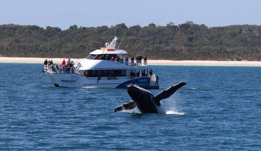 Hervey Bay: Pre-season Whale and Dolphin Watching Cruise - A catamaran built for long wildlife watching