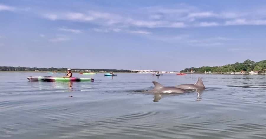 Hilton Head: 2-Hour Kayak Dolphin Nature Tour - Why the marsh setting matters