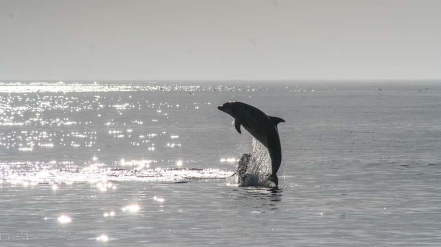 Hilton Head: 2 Hour Private Dolphin Tour - Why a private dolphin cruise works well on Hilton Head