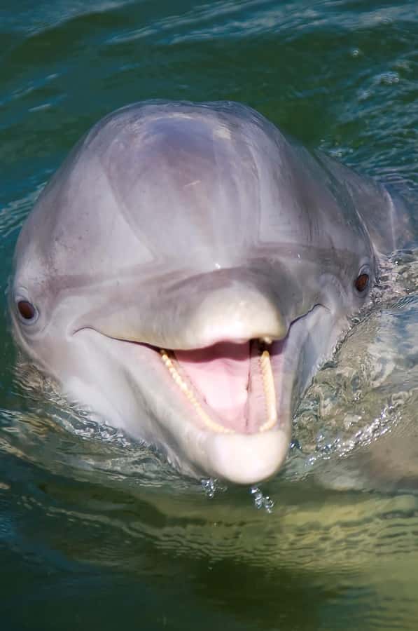 Hilton Head: 2 Hour Private Dolphin Tour - Two hours across Calibogue Sound
