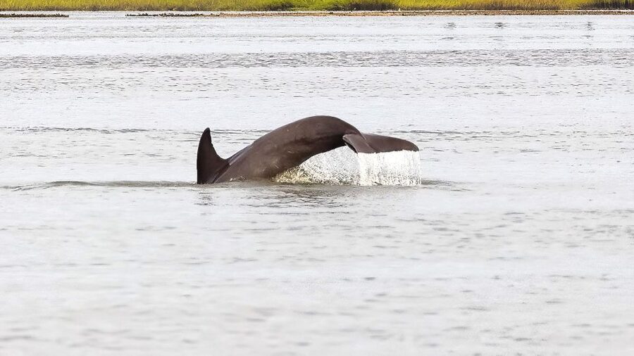 Hilton Head: 2 Hour Private Dolphin Tour - What the captains add to the ride