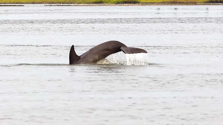 Hilton Head: 2 Hour Private Dolphin Tour - Is $299 a fair price?