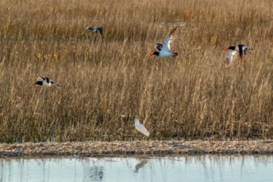 Hilton Head: Dolphin Eco Tour with Naturalist Guide - Key points to know before you book