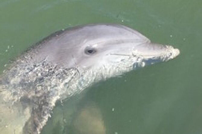 Hilton Head Dolphin Tour with Stop at Disappearing Island - Quick reasons to choose this Hilton Head boat tour