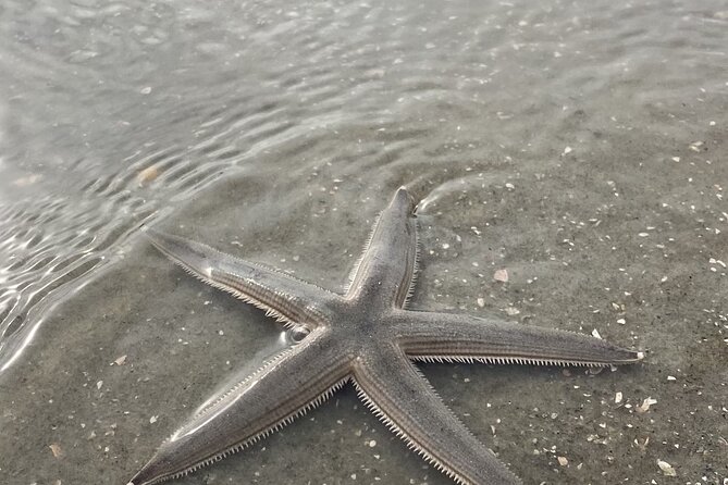Hilton Head Dolphin Tour with Stop at Disappearing Island - Weather, wind, and safety decisions