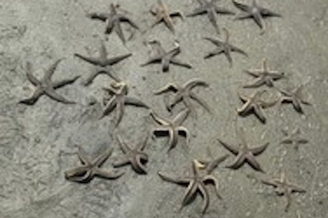 Hilton Head Dolphin Tour with Stop at Disappearing Island - Who will enjoy this most?