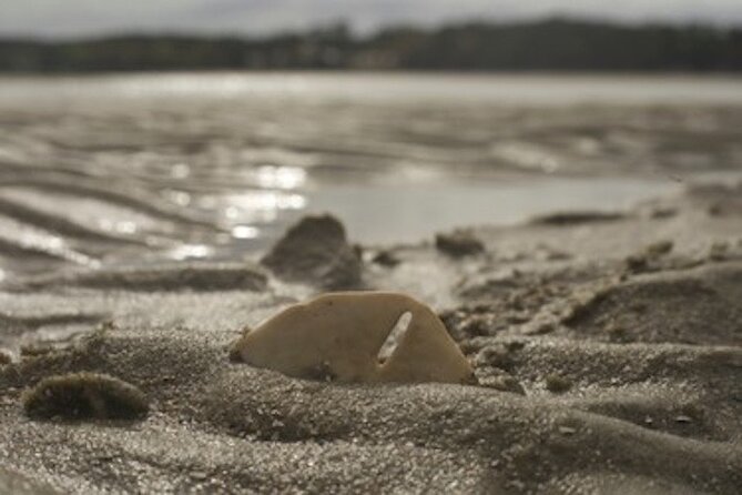 Hilton Head Dolphin Tour with Stop at Disappearing Island - Practical tips for a better departure