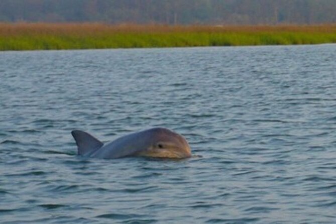 Hilton Head Dolphin Tour with Stop at Disappearing Island - Stepping onto Disappearing Island at low tide