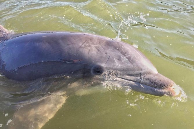 Hilton Head Dolphin Watching Cruise with Fireworks Display - Leaving from Lowcountry Watersports at 86 Helmsman Way