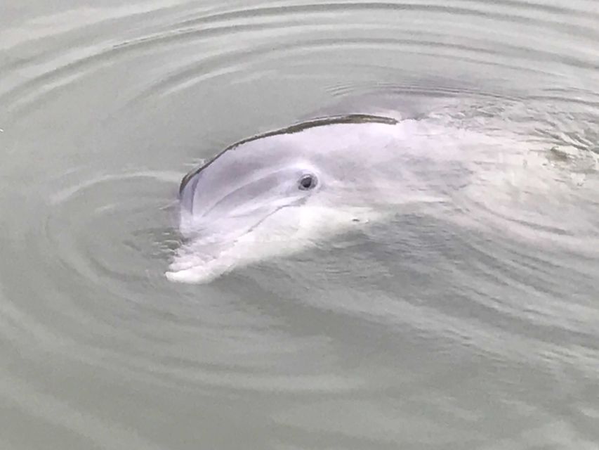 Hilton Head Island: 90-Minute Dolphin & Nature Tour - How much value do you get for $35?