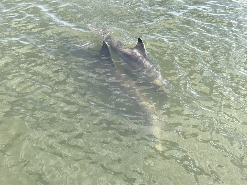 Hilton Head Island: 90-Minute Dolphin & Nature Tour - Access, boarding, and comfort