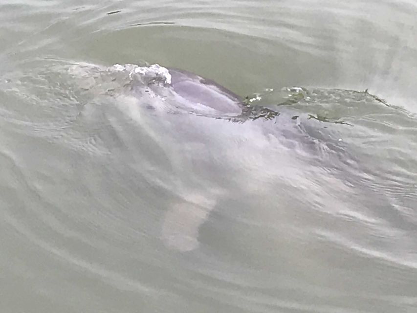 Hilton Head Island: 90-Minute Dolphin & Nature Tour - What the 90-minute route feels like