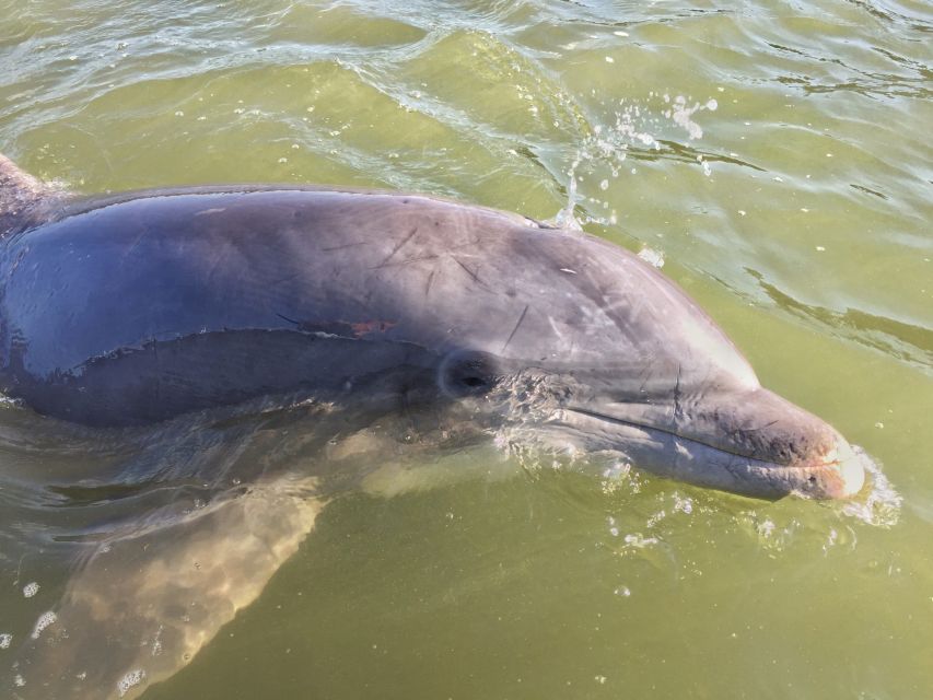 Hilton Head Island: Daytime Dolphin Watching Boat Tour - Key points to know before you go