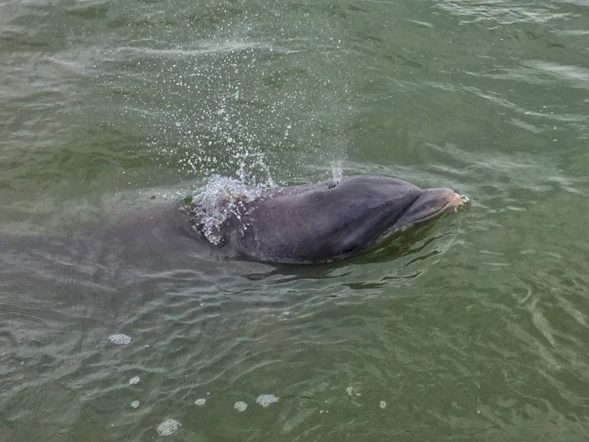 Hilton Head Island: Daytime Dolphin Watching Boat Tour - Comfort, weather, and boarding details