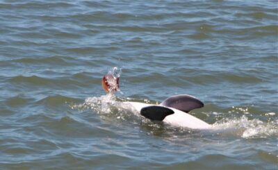 Hilton Head Island: Daytime Dolphin Watching Boat Tour