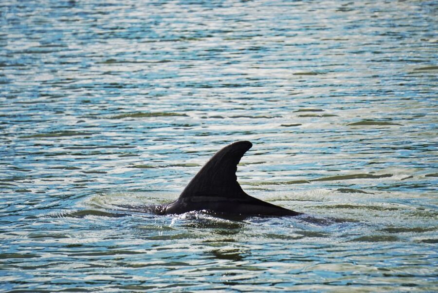 Hilton Head Island: Disappearing Island and Dolphin Tour - Key points at a glance