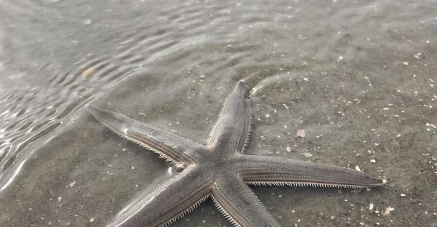 Hilton Head Island: Disappearing Island and Dolphin Tour - A two-hour look at Hilton Head from the water