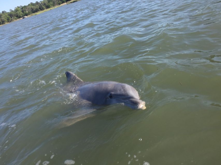 Hilton Head Island: Disappearing Island and Dolphin Tour - Daufuskie Island and the shifting view from the water