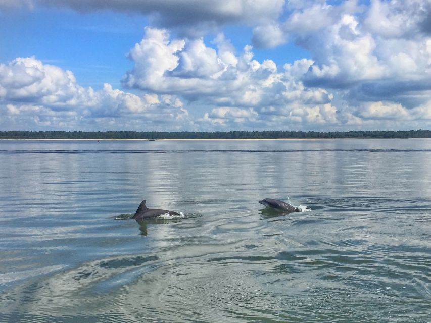 Hilton Head Island: Disappearing Island and Dolphin Tour - Dolphin watching in Calibogue Sound