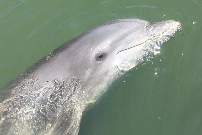 Hilton Head Island Dolphin Boat Cruise - Why the narration adds real value
