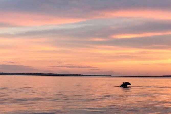 Hilton Head Island Dolphin Boat Cruise - How the $39.99 price measures up