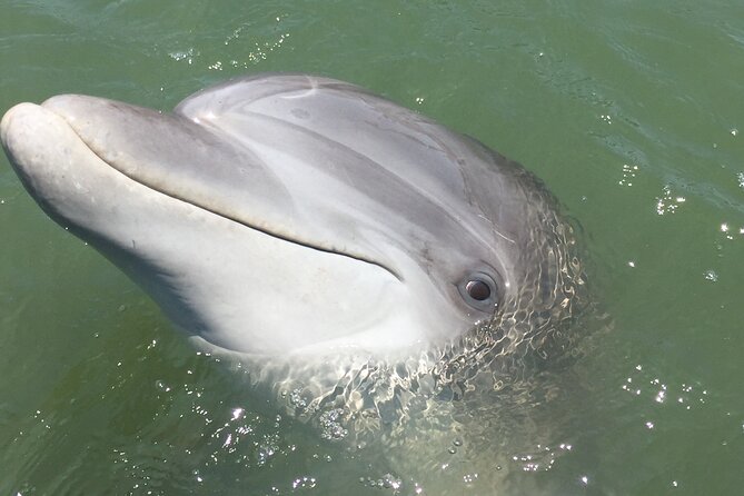 Hilton Head Island Dolphin Boat Cruise - What makes this cruise different from a basic boat ride