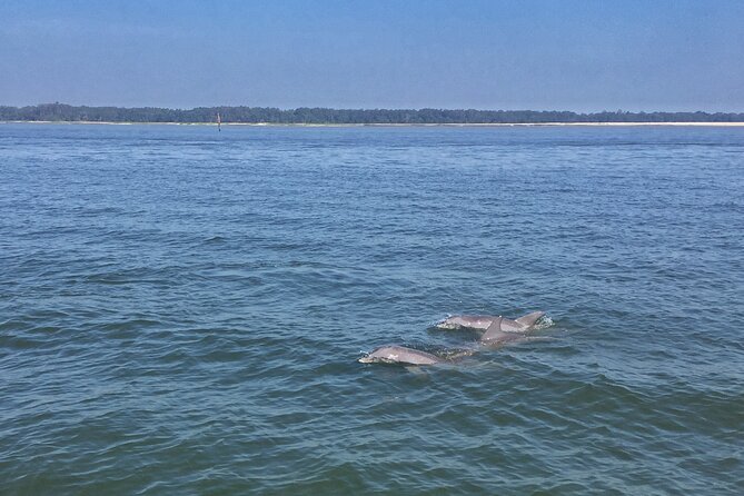 Hilton Head Island Dolphin Boat Cruise - What dolphin watching is really like