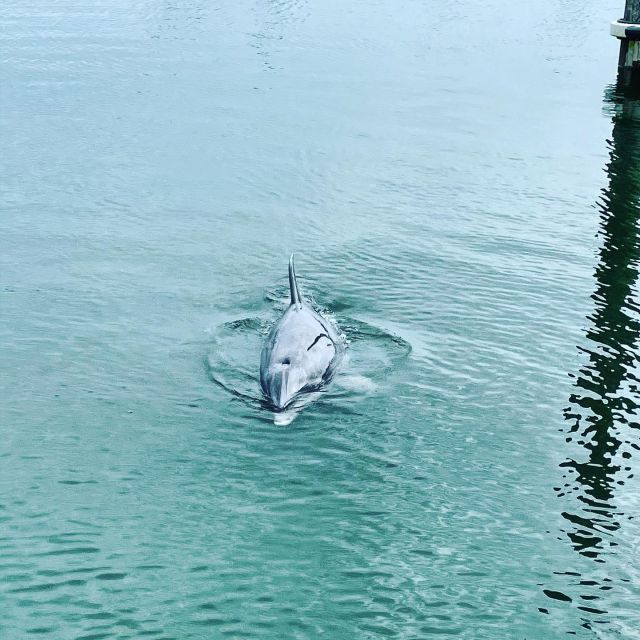 Hilton Head Island: Dolphin Cruise & Nature Tour - Key points at a glance