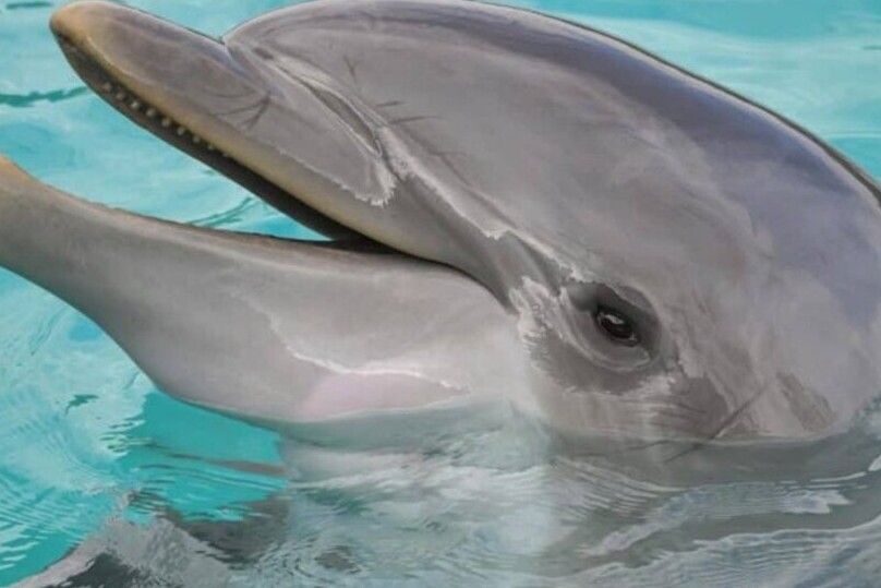 Hilton Head Island: Dolphin Cruise & Nature Tour - Watching bottlenose dolphins in the wild
