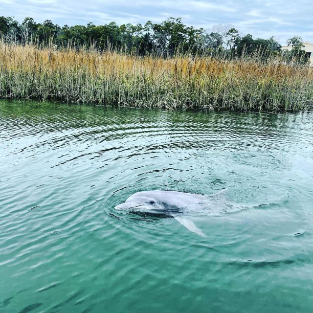 Hilton Head Island: Dolphin Cruise & Nature Tour - Setting out from Broad Creek