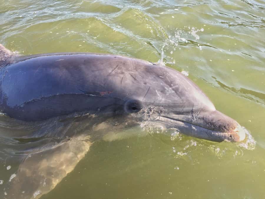 Hilton Head Island: Dolphin Tour at Sunset & Fireworks Show - Broad Creek gives the cruise an easy start