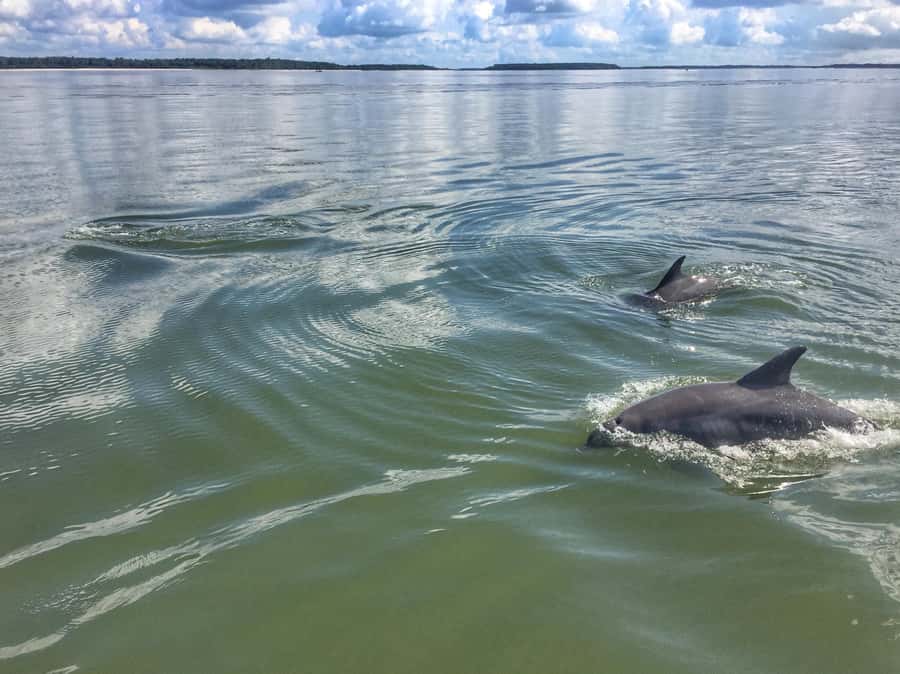 Hilton Head Island: Dolphin Tour at Sunset & Fireworks Show - Starting at Lowcountry Watersports