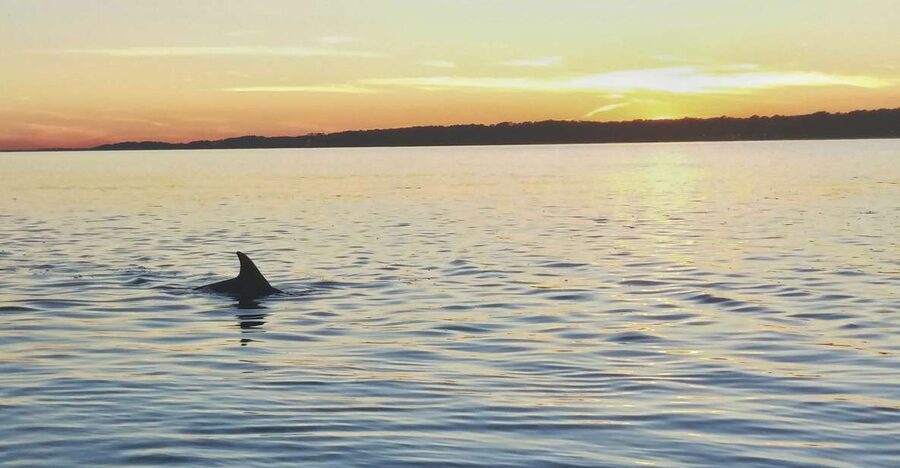 Hilton Head Island: Dolphin Watching 3-Course Dinner Cruise - Key Points Before You Book