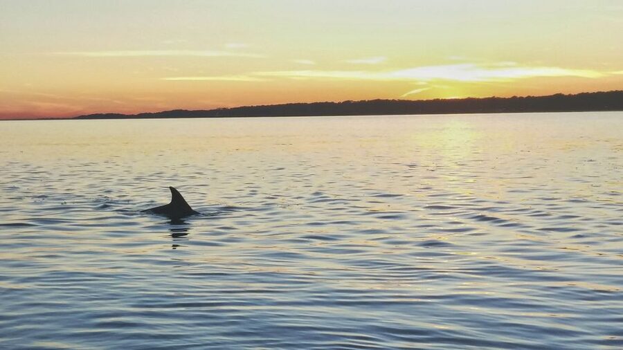 Hilton Head Island: Dolphin Watching 3-Course Dinner Cruise - Setting Sail From Harbour Town Lighthouse