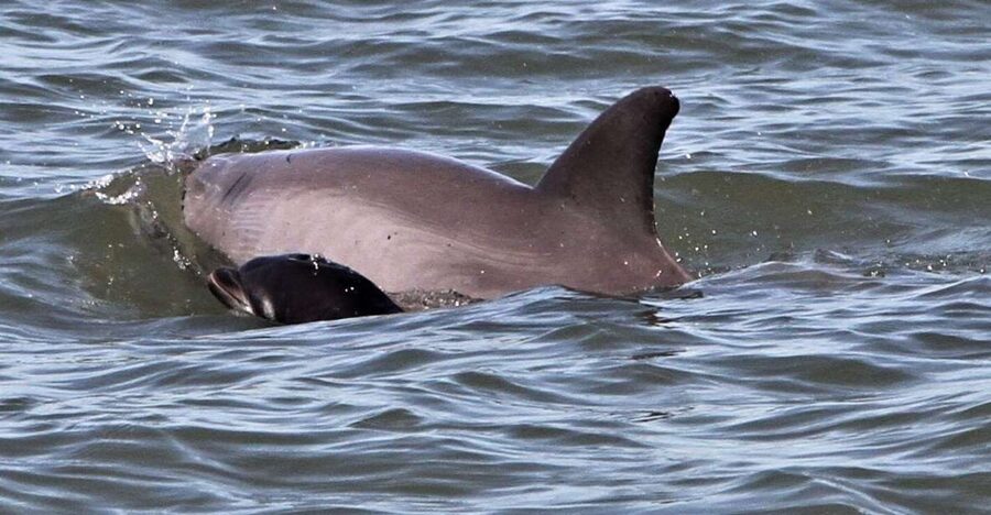 Hilton Head Island: Dolphin Watching Cruise with Donuts - Dolphins first, donuts second